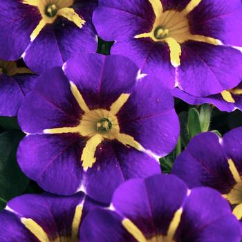 Calibrachoa - Caliloco&reg; Starfire Blue Improved