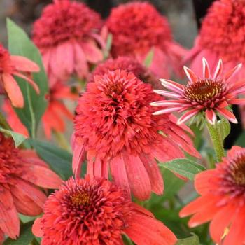 Echinacea Double Dipped&trade; 'Jamberry' - Coneflower