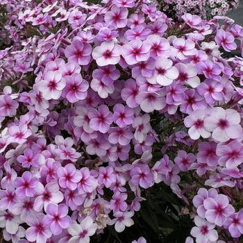 Phlox paniculata 'Early Lavender Pop' - Garden Phlox