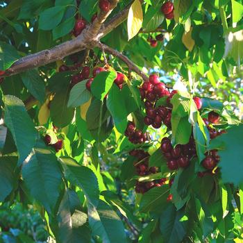 Prunus avium - 'Bing' Cherry