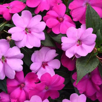 Impatiens, Sunpatiens - Solarscape&reg; XL Brilliant Gems Mix