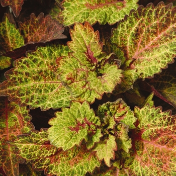 Coleus