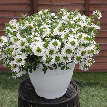 Surdiva&reg; White Improved