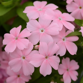 Phlox Phlox