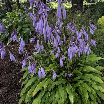 Plantain Lily Plantain Lily