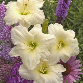 Daylily Daylily