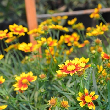 Tickseed Tickseed
