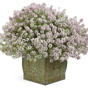 Sweet Alyssum Sweet Alyssum