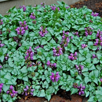 Dead Nettle Dead Nettle