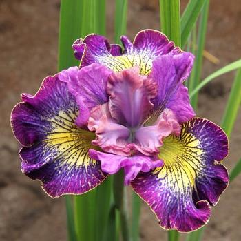 Siberian Iris