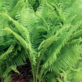 Fern-Ostrich Fern-Ostrich