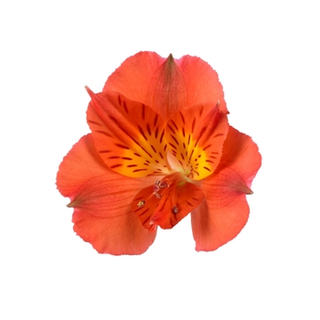Colorita&reg; Amina&reg; Orange