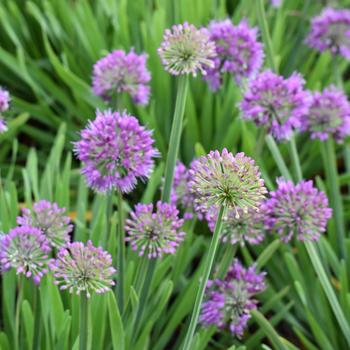 Ornamental Onion Ornamental Onion