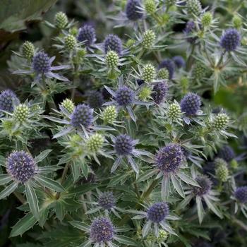 Sea Holly