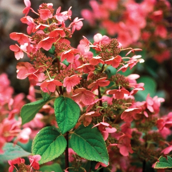 Hardy Hydrangea Hardy Hydrangea