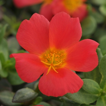 Portulaca Portulaca