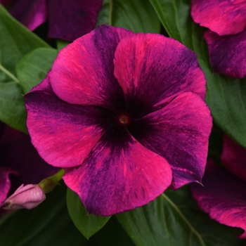Periwinkle