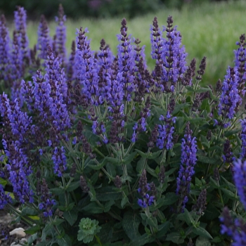 Meadow Sage