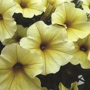 SuperCal® Light Yellow SuperCal® Light Yellow