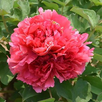 Tree Peony Tree Peony