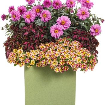 ColorBlaze&reg;Velveteen&trade;