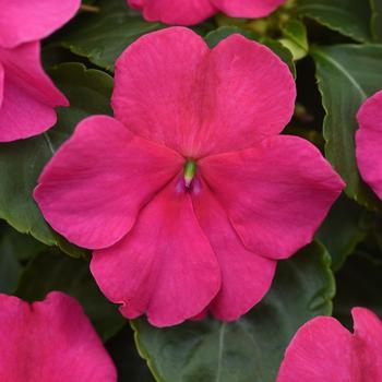 Beacon® Rose Beacon® Rose