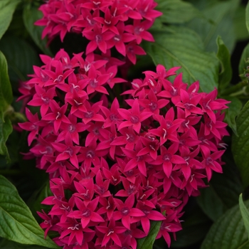 Lucky Star™ 'Lipstick'