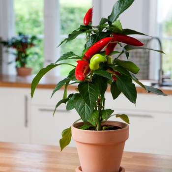 Pepper, Hot Pepper, Hot