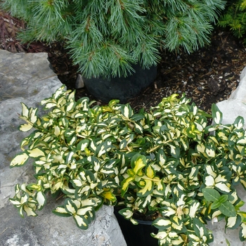 Moonshadow Euonymus Moonshadow Euonymus