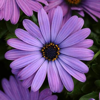 African Daisy