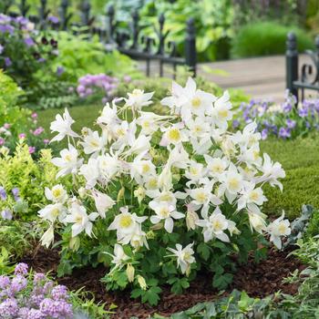 Columbine Columbine