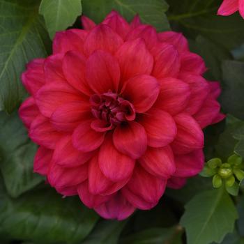 Dalaya® Raspberry Dalaya® Raspberry