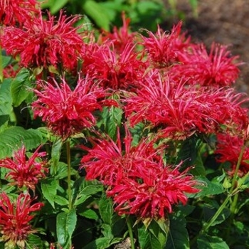 Bee Balm