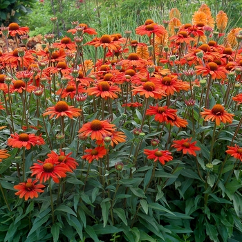 Coneflower Coneflower