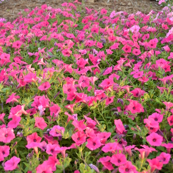 'Supertunia Vista Fuchsia' 'Supertunia Vista Fuchsia'