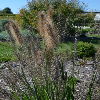 Fountain Grass