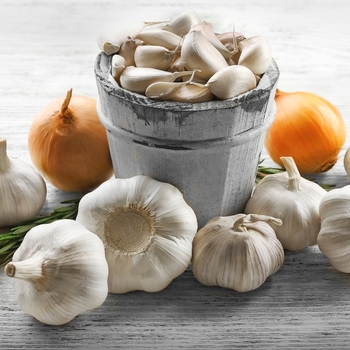 Garlic Garlic