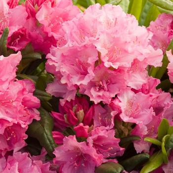 Haaga Rhododendron Haaga Rhododendron