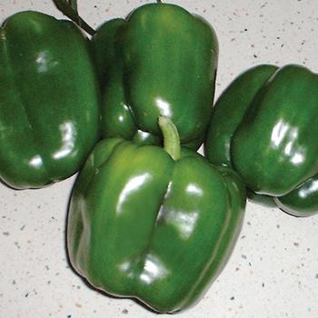 Pepper, Sweet Bell 