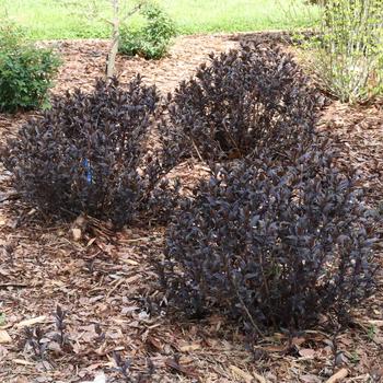 Kodiak Jet Black®' Bush Honeysuckle Kodiak Jet Black®' Bush Honeysuckle