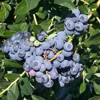 Blueberry Blueberry