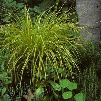 Golden Sedge Golden Sedge