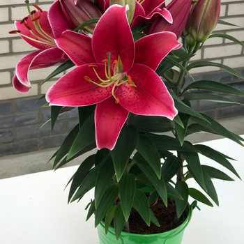 Oriental Lily Oriental Lily