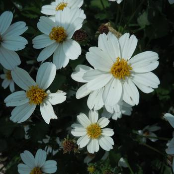 White Delight™ White Delight™