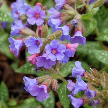 Lungwort Lungwort