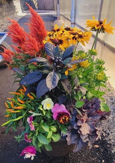Fall Container Workshops (5 sessions available): Create Your Autumn Masterpiece!