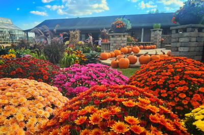 Mum Fest 2026: Fall Festival Begins Here!