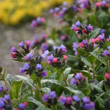 'Spot On' Lungwort