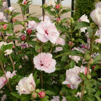 French Cabaret™ 'Blush'