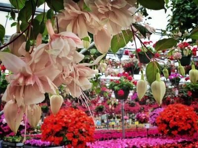 Opening Day at Ebert's Greenhouse Village – April 15